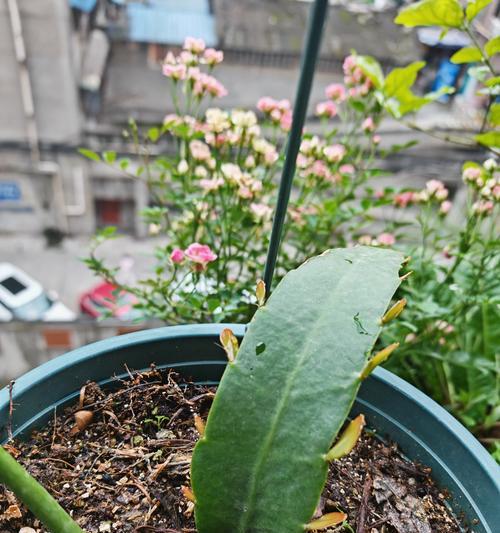 昙花的养殖技巧(打造迷人的昙花花园,享受短暂绽放的美丽)