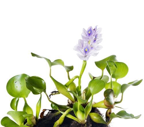 水葫芦适合在室内养吗？（水葫芦的养殖方法、室内养护的技巧、水葫芦的适应性）