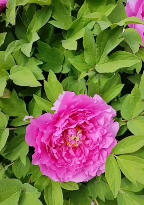 牡丹花的娇美与庄重（探索牡丹花之美，感受花开的诗意）