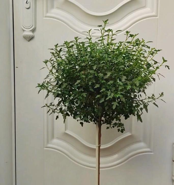 秋冬季节如何修剪小木槿