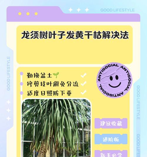 龙骨树黄叶的原因及处理方法（揭秘龙骨树黄叶背后的真相与应对措施）