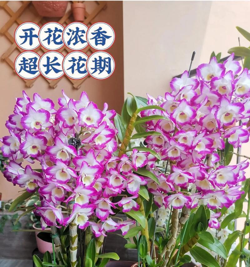 如何选择适合石斛的肥料（了解石斛的生长特点，选择正确的营养元素）