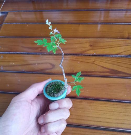黄荆盆景修剪的技巧与方法（打造美丽多姿的黄荆盆景，关键在修剪）