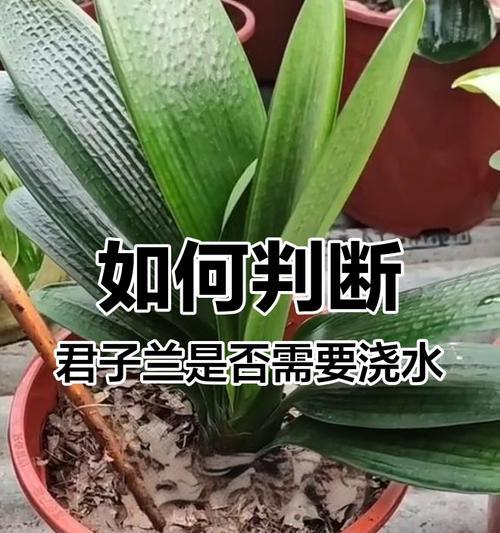君子兰如何正确浇水？（君子兰的生长与浇水技巧，保持花卉健康）