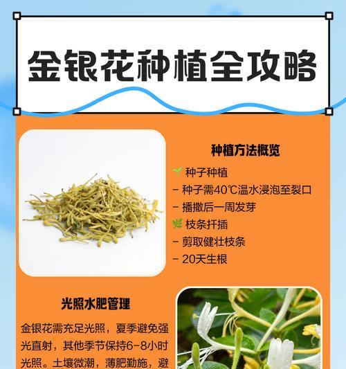金银花是否有种子？（探究金银花繁殖方式，了解其生态特征）