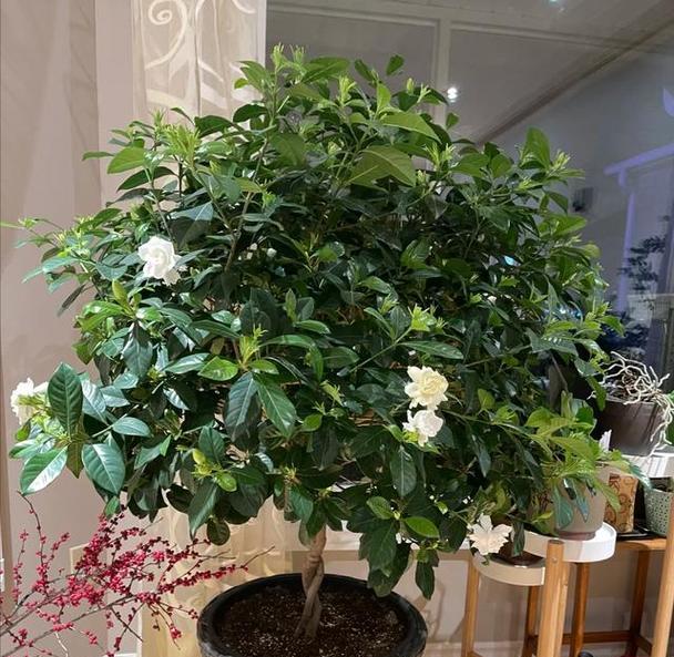 客厅栀子花的养护之道（打造温馨家居，享受栀子花的美妙）