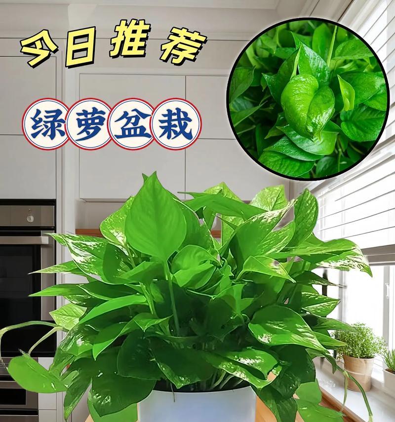 绿萝移栽花盆的步骤及注意事项(快来学习绿萝移栽的正确方式,让你的绿萝健康成长吧!)