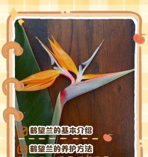 如何养护十月怎么养护（以鹤望兰十月为例，探讨室内植物的养护方法）