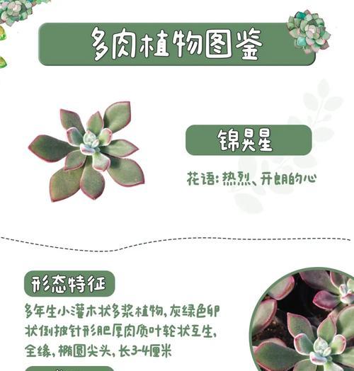 皮氏锦多肉的养护指南（打造盛开多肉花园，从皮氏锦多肉开始）