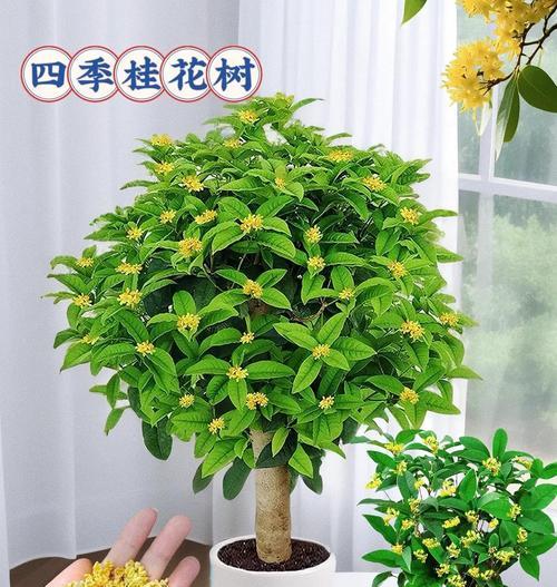 如何正确养护桂花树的花朵(打造芬芳怡人的桂花园,让花朵盛开绽放)