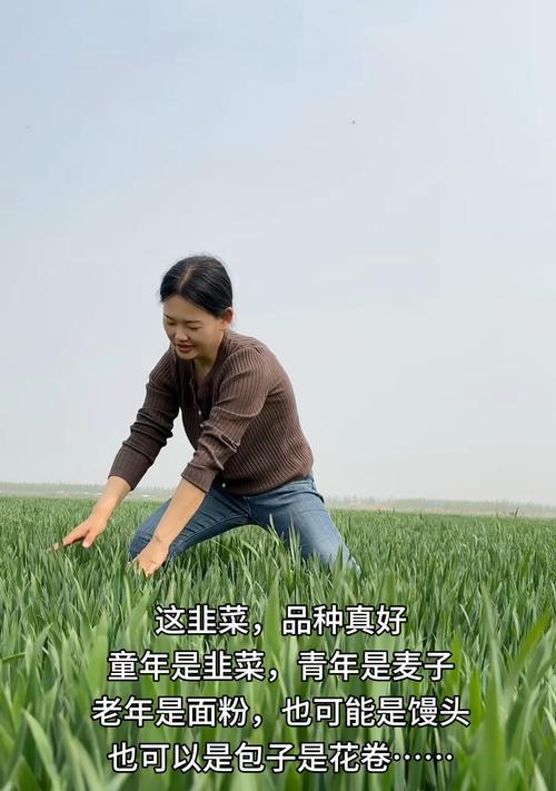 选择适合的韭菜品种——打造美味佳肴的秘诀（从品种选择到栽培方法，让你轻松掌握韭菜种植技巧）