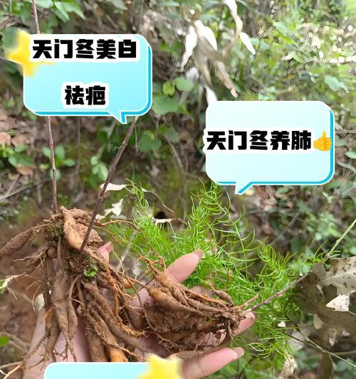 天门冬的繁殖方法与技巧（探索天门冬的繁殖方式，让您轻松掌握关键技巧）