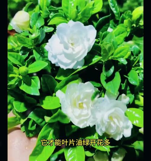 如何养好栀子花让其长势迅猛（栀子花养护指南）