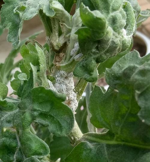 如何有效解决菊花长小黑虫问题?(掌握关键方法,让你的菊花远离小黑虫的困扰)