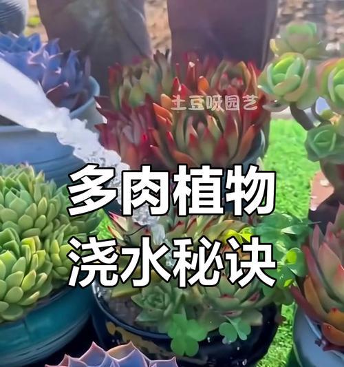 科学浇水，植物茁壮生长（水分管理要点及技巧）