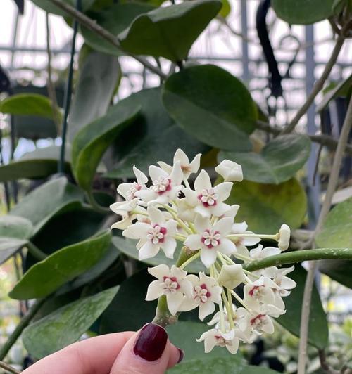 如何养护以心形球兰开出鲜花（揭秘心形球兰花期的关键养护技巧）