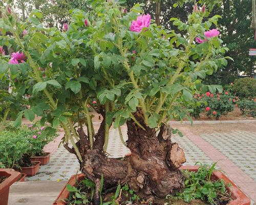 平阴玫瑰花期一览（赏花好去处，玫瑰花海等你来！）