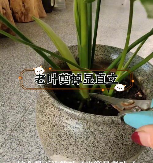 春羽叶子下垂