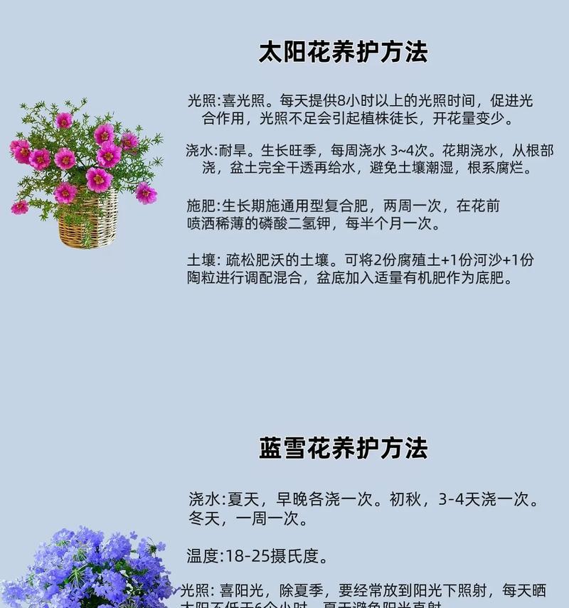 以蓝鸟花的养殖方法和注意事项（打造美丽庭院的秘密武器）