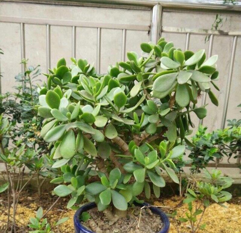 玉树的营养肥养护指南（全面了解玉树的养护需求，打造健康茁壮的玉树）