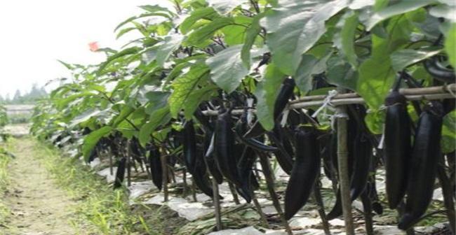 茄子为什么不开花？（探究茄子不开花的原因及解决方法）