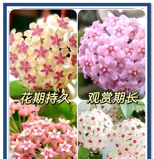 养好以球兰的技巧与经验（打造健康美丽的以球兰，轻松养护不再难）