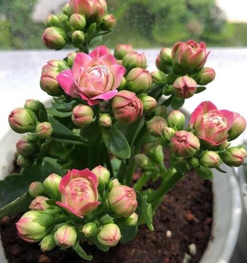 夏季长寿花的养护之道（打造炎炎夏日的长寿花花园）