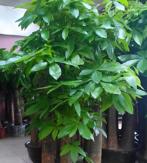 如何选择与种植适合客厅的花卉（如何选择与种植适合客厅的花卉）