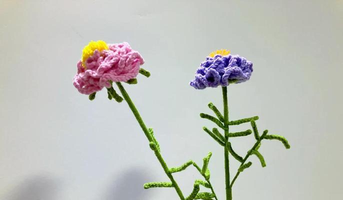 以太阳花怎么学（从种植到护理，助你成为以太阳花专家）