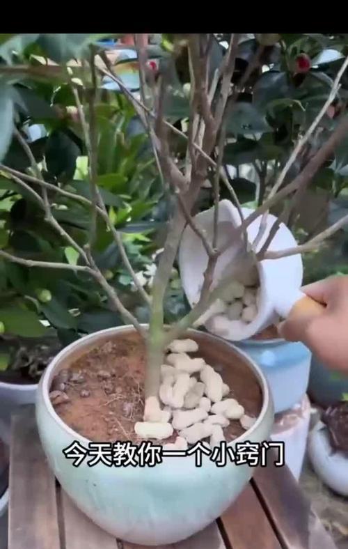 为什么山茶花打花苞不开花？（探究山茶花不开花的原因与解决方法）