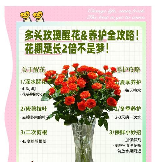 玫瑰花发芽了如何养护？（玫瑰花发芽了，用心呵护美丽绽放）