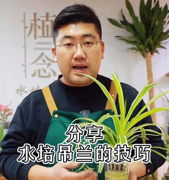 水培吊兰的正确浇水方法（以水插吊兰的水量和插水方法详解）