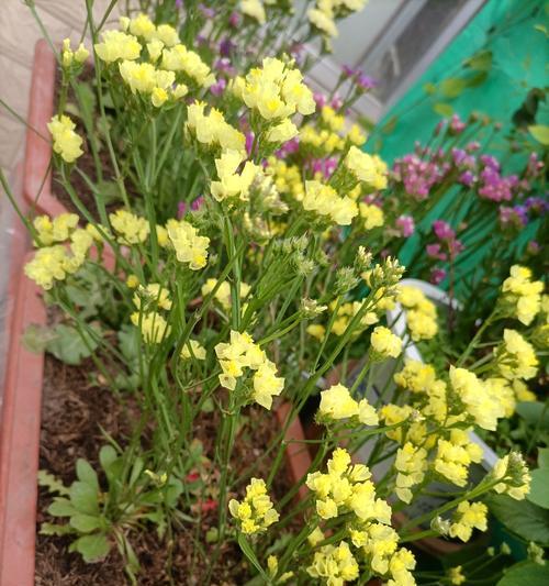 勿忘我的种植及养护技巧（探寻勿忘我花的独特魅力与养殖秘籍）