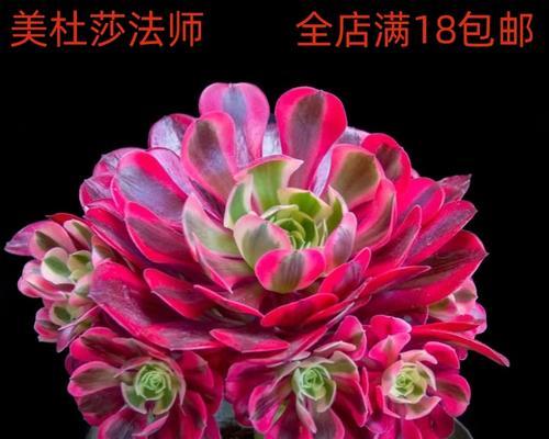 《法师多肉植物养护指南》（让你的法师多肉植物健康生长的秘诀）