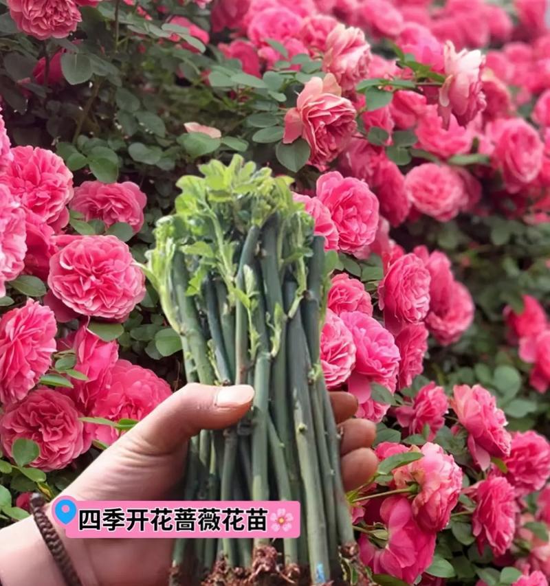 重种好花，打造美丽花园（如何选择花种、种植技巧和养护秘诀）