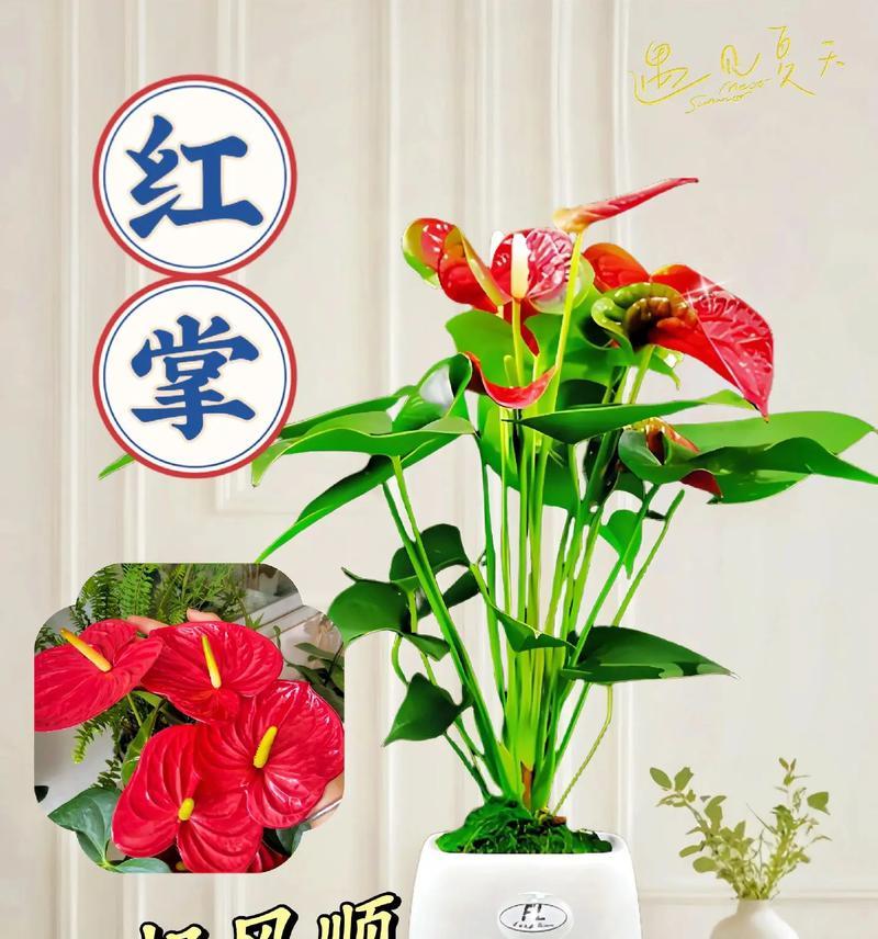 红掌水培的固定根技巧（培育健康红掌植株的关键要素与方法）
