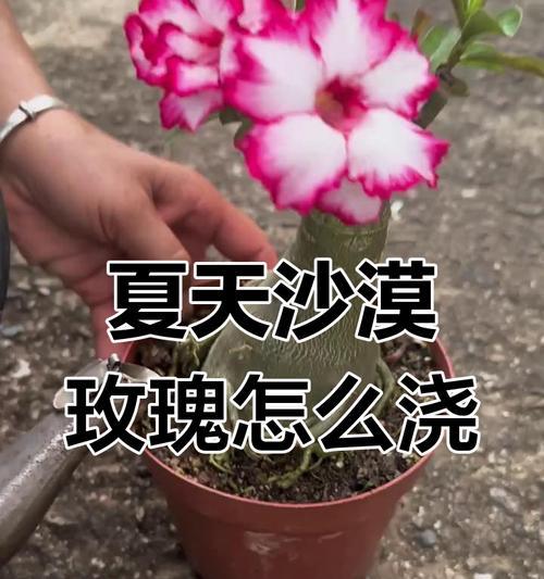 沙漠玫瑰的浇水技巧（如何浇水？多少水合适？这些你必须知道！）