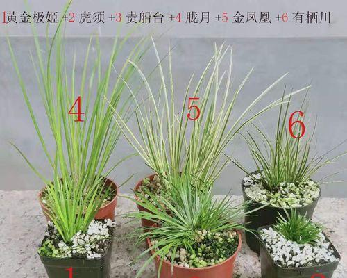 如何正确养护老虎须花（掌握关键技巧，让老虎须花长势旺盛）