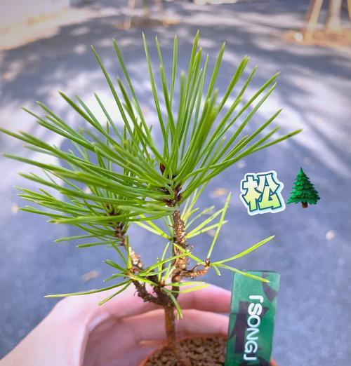 冬天室内绿植保暖攻略（室内绿植怎样保暖，让它们温暖过冬？）