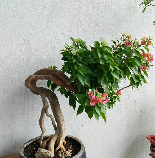 三角梅（美丽的观赏植物在卧室里轻松养殖）