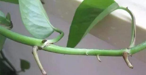 绿萝的茎根生长秘密揭秘（探究绿萝茎根的特点与培养技巧）