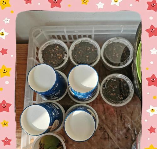 以仙客来怎么种（详解仙客来的种植技巧）