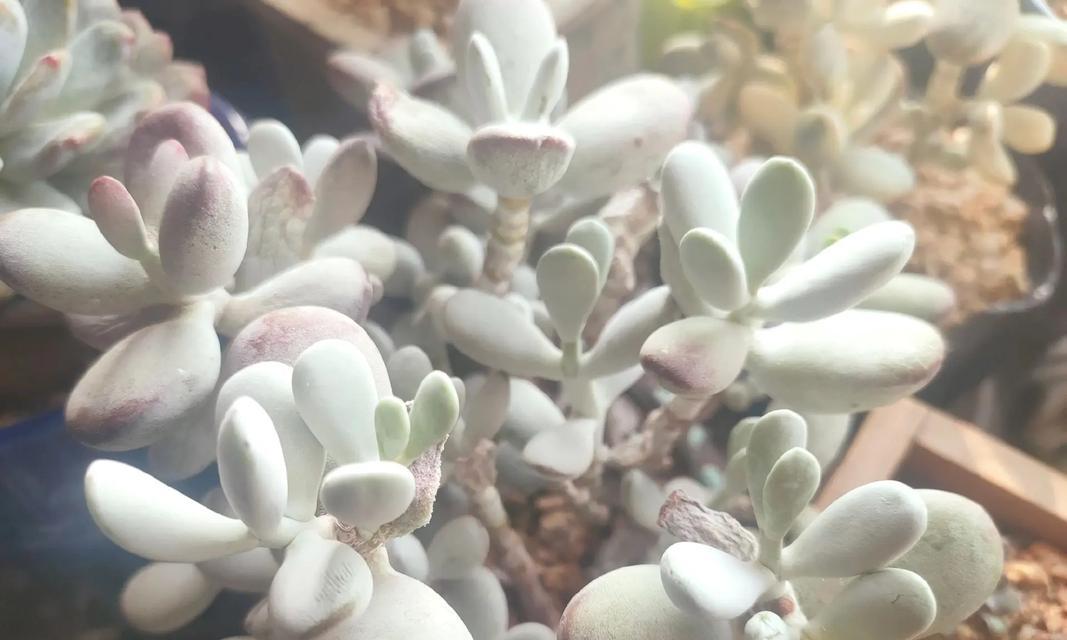 中华福娘多肉养护指南（打造繁盛多肉园的关键秘籍）