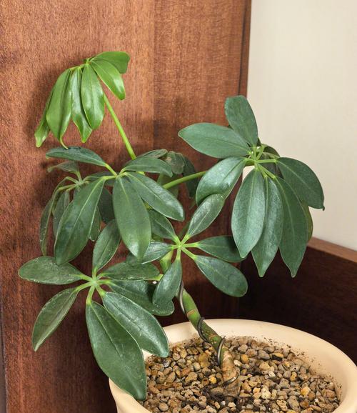 鹅掌柴的耐冻性（冬天不用担心，鹅掌柴安然无恙）
