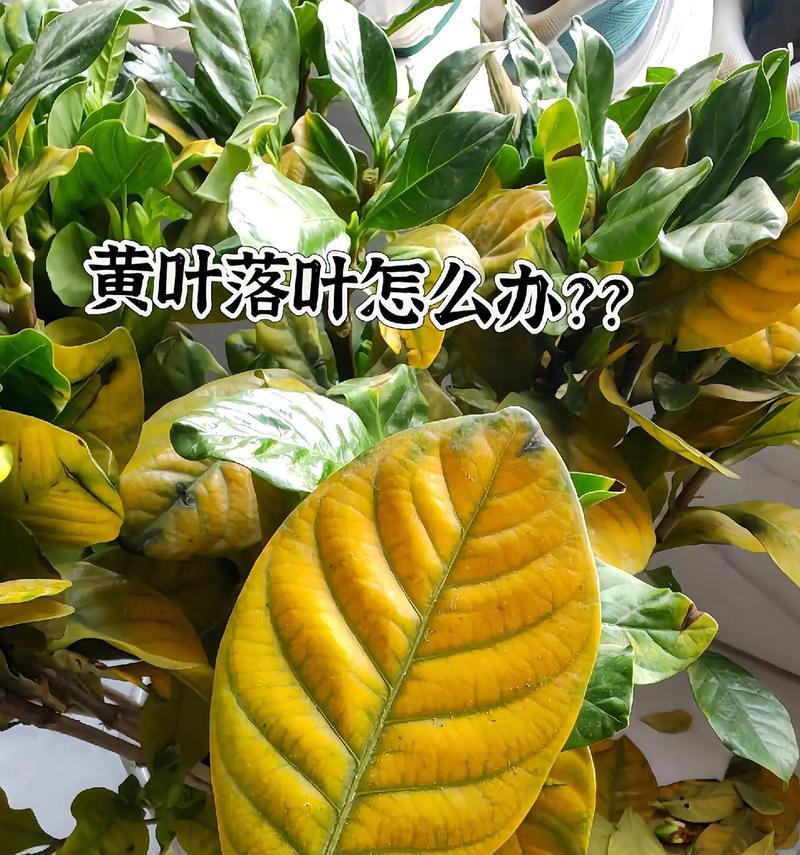 伏桑花黄叶子的原因与处理方法（了解伏桑花黄叶子的原因，科学地进行照料）