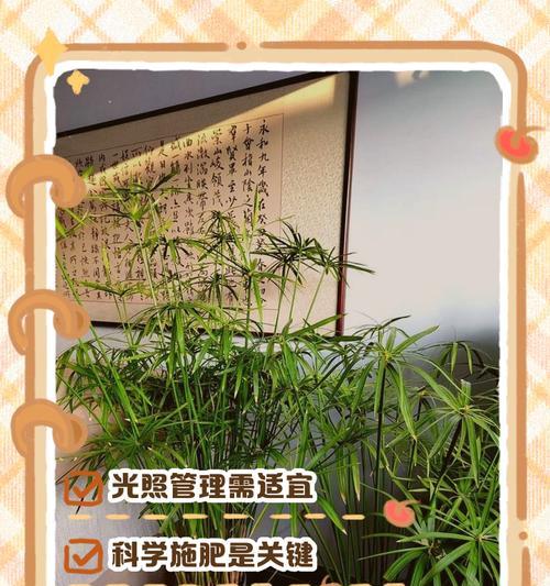 观音水竹室内养护之道（打造室内清新氛围的秘密武器）