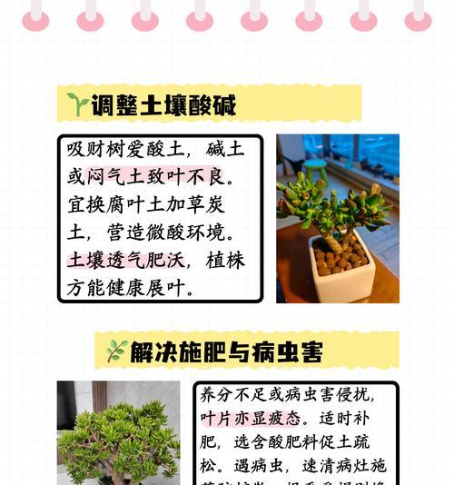 探秘吸财树（揭开吸财树叶形态之谜）