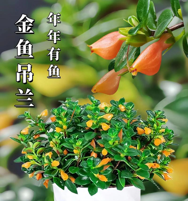 金鱼吊兰的养护技巧（打造长势旺盛的金鱼吊兰）