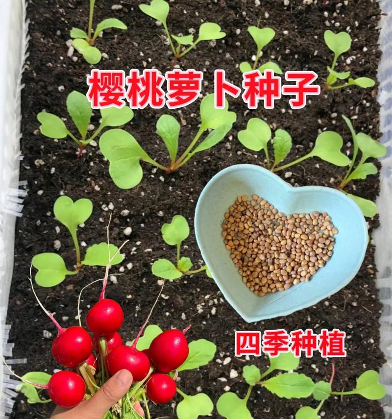 以萝卜没有籽怎么种？（无籽萝卜种植技巧和注意事项）