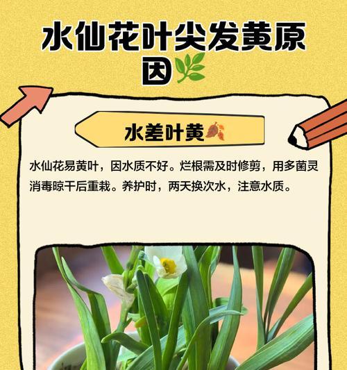 水仙花叶子发生烂掉怎么办？（让你的水仙花恢复健康的方法）
